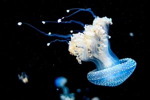 Az Ocean Photography Awards bejelentette 2023-as győztes képeit