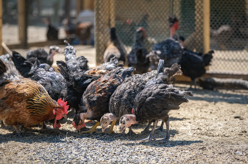 Graefl Major - birtok - gazdaság - Magyarország