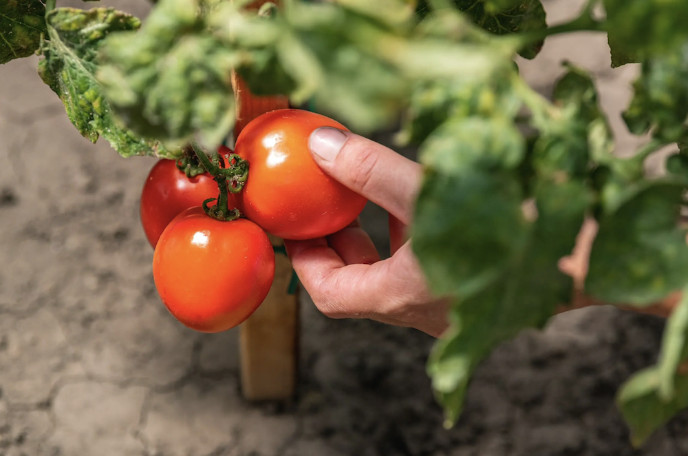 Graefl Major gazdaság - étterem - vélemény