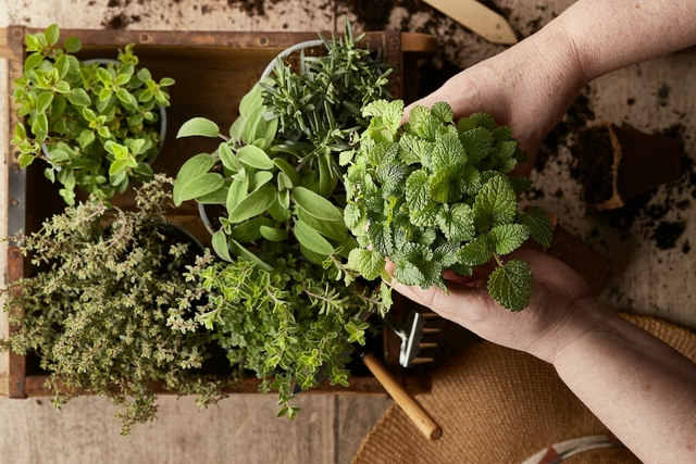 Borsmenta: a gyógynövények királynője