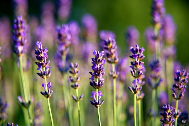 A szokottnál korábban indul a levendulaszezon Tihanyban