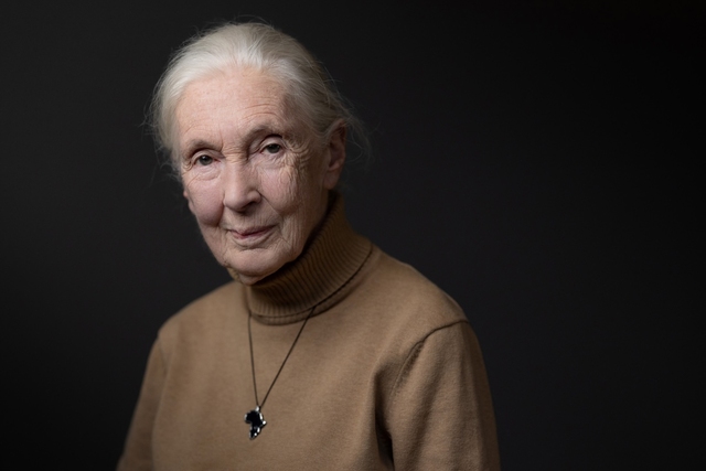 Elhunyt Jane Goodall híres főemlőskutató és környezetvédő