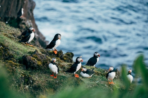 Látni akarod a lundákat? Most érdemes Izlandra vagy Skóciába utaznod