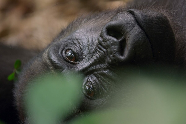 Négy éven át forgatott nagyszabású sorozat érkezik Afrikáról a National Geographic műsorára